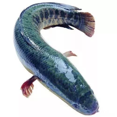 海南琼海吃瓜网红黑鱼二,吃瓜界的“瓜王”传奇